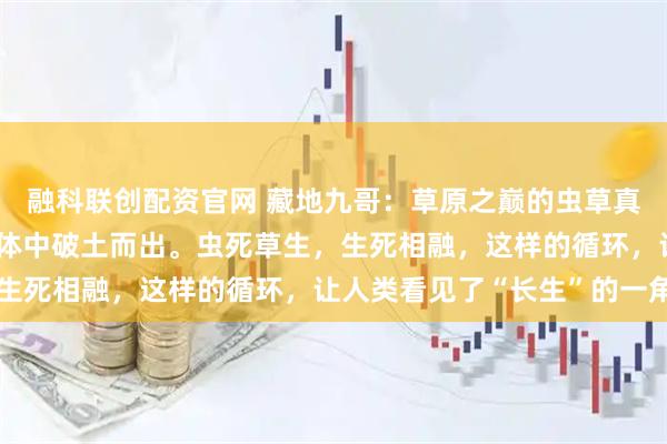 融科联创配资官网 藏地九哥：草原之巅的虫草真经，春天来时，草从虫体中破土而出。虫死草生，生死相融，这样的循环，让人类看见了“长生”的一角